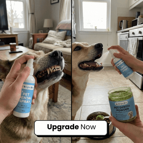 Upgrade To The Premium Dental Powder (Double the Strength, Zero Effort — Just Add To Food) + FREE Upgrade To The Premium Toothbrush (Double the Size, Double the Softness)