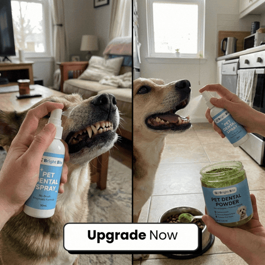 Upgrade To The Premium Dental Powder (Double the Strength, Zero Effort — Just Add To Food) + FREE Upgrade To The Premium Toothbrush (Double the Size, Double the Softness)
